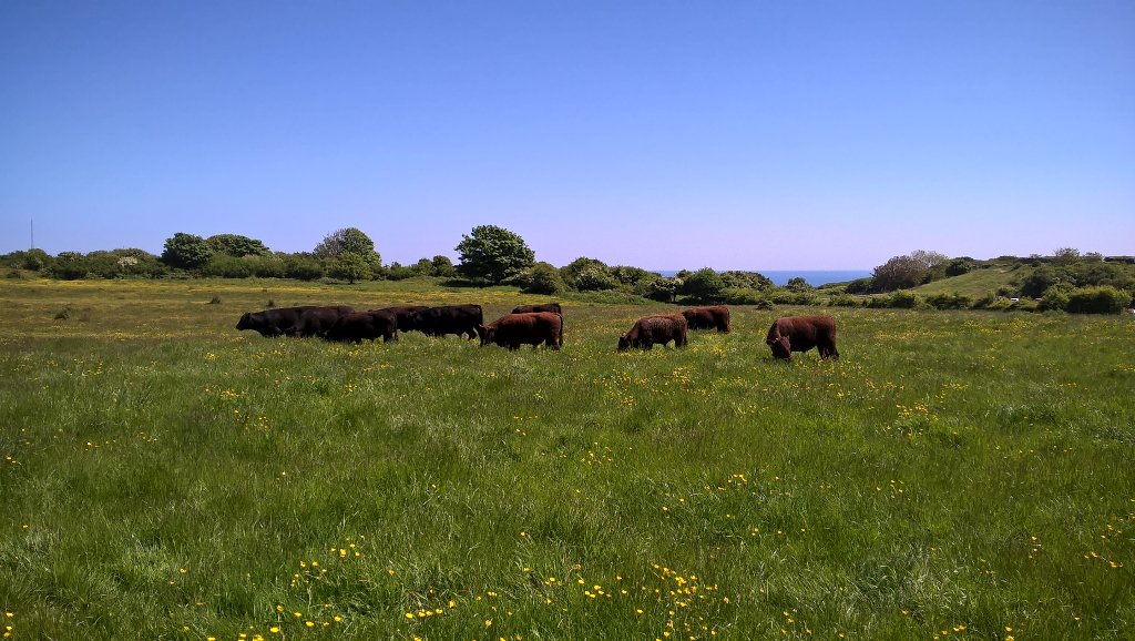 BerryHeadRanger's tweet photo. Our North Devon/Aberdeen Angus herd have just arrived #summershere #batfood https://t.co/OZeqjam8zs