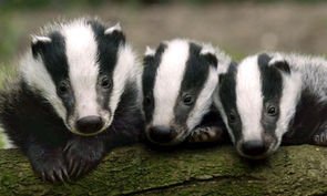 MGiraudNature's tweet photo. Les #mères #animales demain 11h20 dans @Alabonneheure sur #RTL, avec un coup de gueule sur les déterrages de #blaireaux, qui débutent aujourd'hui, en pleine saison de reproduction ! Invités Clotilde Courau et Vincent Dededienne pour "La Fête des mères". https://t.co/aTg8G3D5yO
