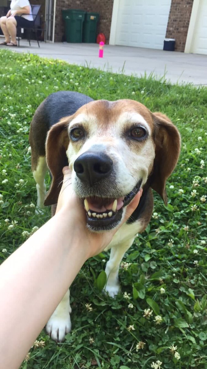 aub_chan's tweet photo. Presley has been gone since yesterday, if you see her pls let me know!!! https://t.co/7KjYFvxYCO