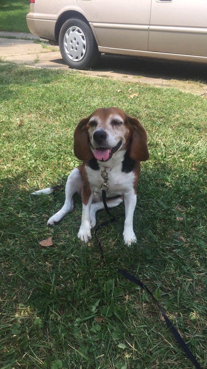aub_chan's tweet photo. Presley has been gone since yesterday, if you see her pls let me know!!! https://t.co/7KjYFvxYCO