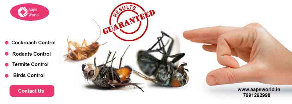 aapsworld_in's tweet photo. #MonsoonOffer
Get #Pest_control_services In all cities of India from #Aapsworld.50% Discount Available.This monsoon only enjoy with your family not with pests.https://t.co/OuuGXocCLJ https://t.co/KeEIaC5oWb