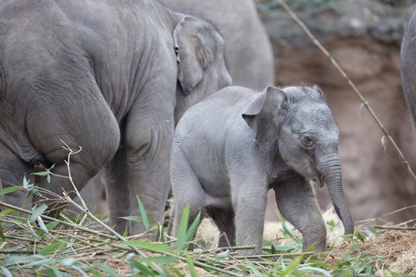 DublinZoo's tweet photo. Congratulations to the winner of our elephant naming competition, Kaleigh Sweeney who named the newest member of the herd Sanjay which means 'victorious' in Indonesian! A family pass is on its way to you! https://t.co/T5N2KMIgSL