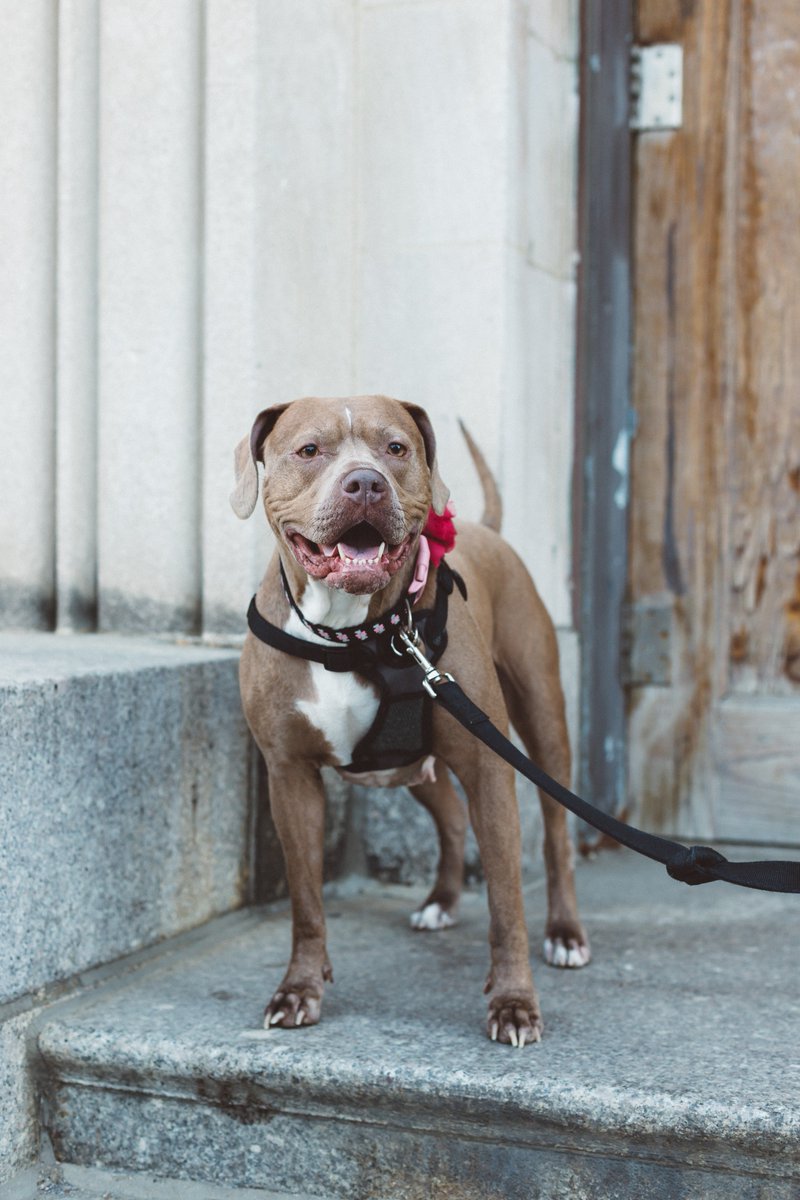 frankandwhit's tweet image. Sweet Daisy is still looking for a loving home. Interested in adopting this pup? Click to learn more. @PSPCA #pspca #dogrescue #philadelphia #adoptdontshop franklinandwhitman.com/blogs/news/pup…