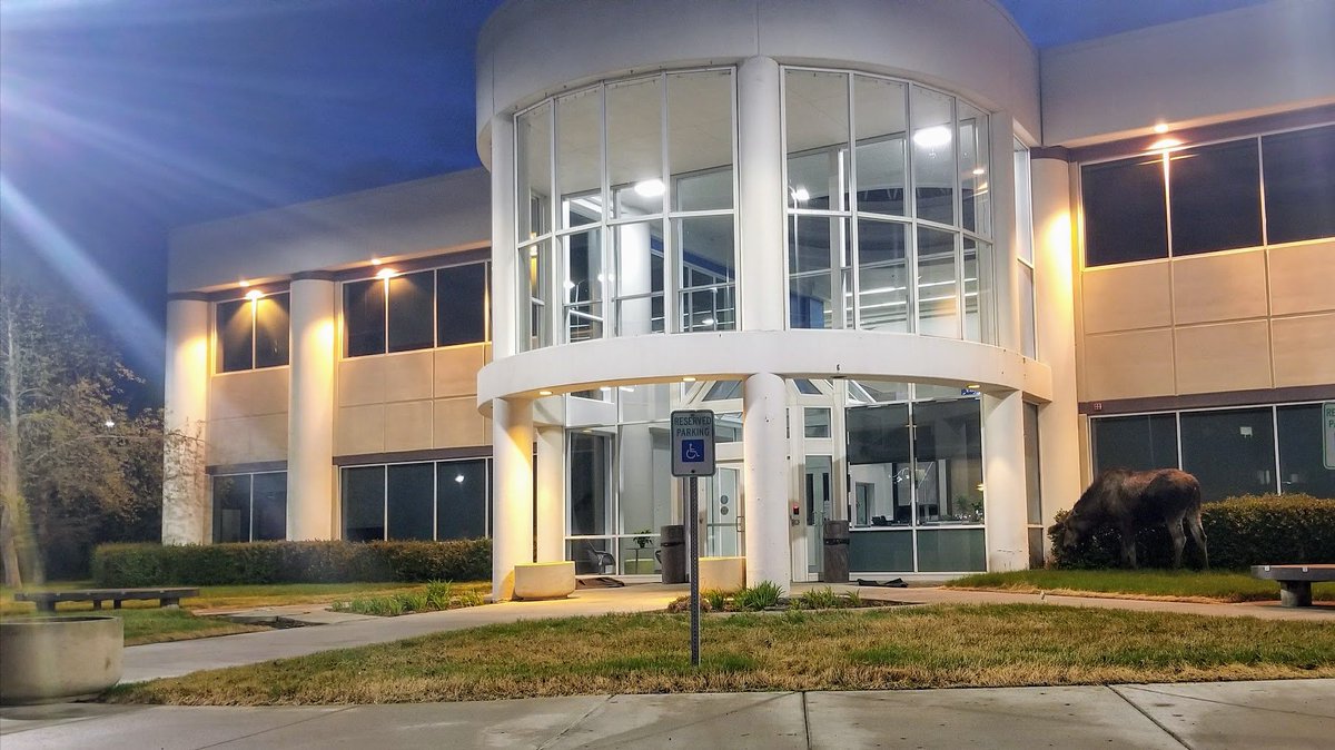 Security is eating on the job at @ktva this morning. #moose #wildlife #Anchorage #Alaska