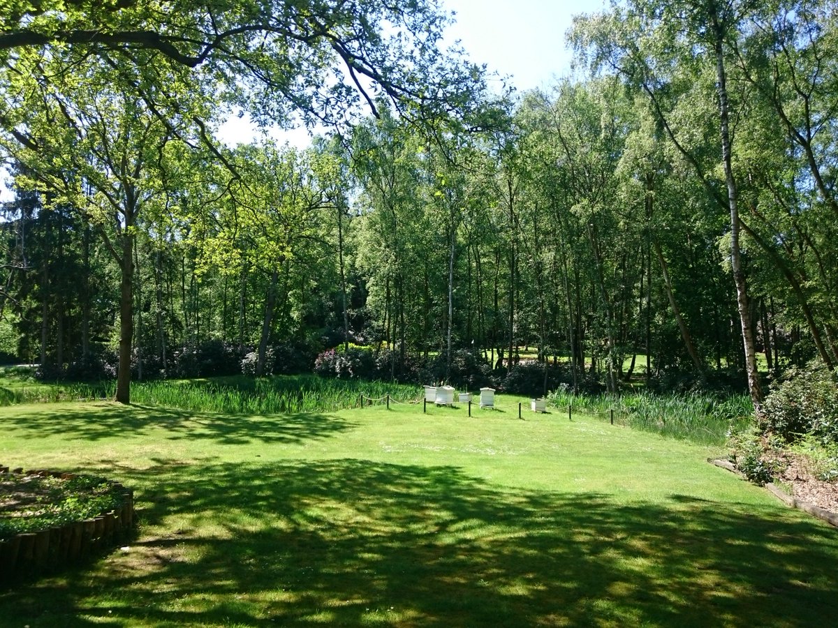FoxCollectionHR's tweet image. The rhododendrons are just about to burst into life @FoxhillsSurrey - looking beautiful in the sunshine!