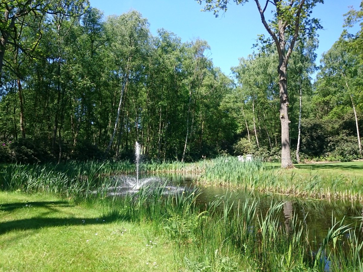 FoxCollectionHR's tweet image. The rhododendrons are just about to burst into life @FoxhillsSurrey - looking beautiful in the sunshine!