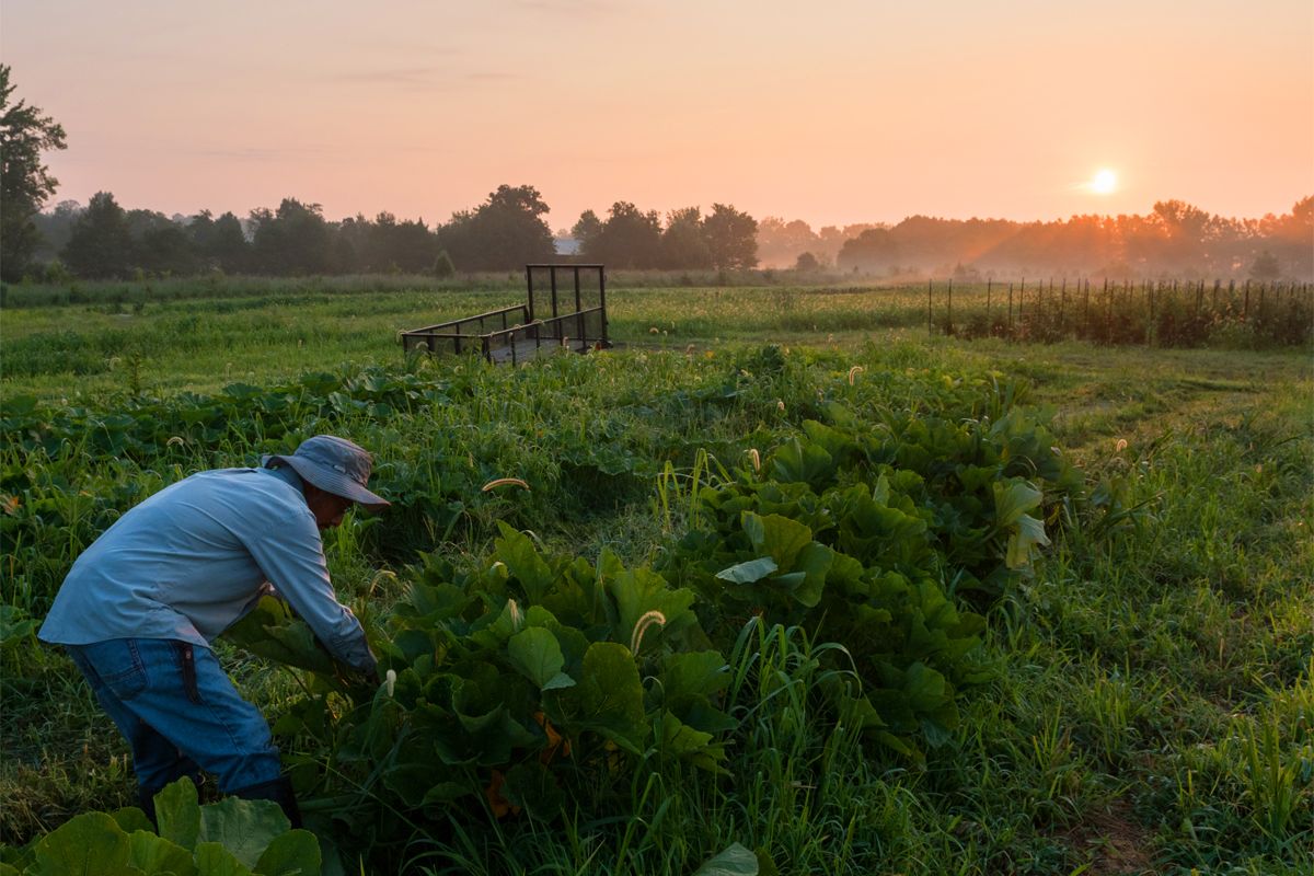 CivilEats's tweet photo. What could the next farm bill mean for the organic program? https://t.co/bmpUAeLavA @lynnesforage https://t.co/d1xnymmJD4