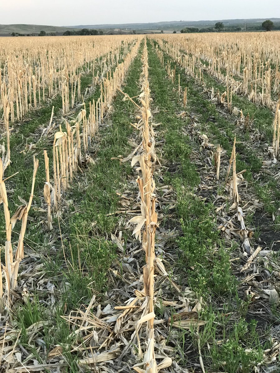 BrekerJoe's tweet photo. @NDSUsoilhealth Not sure what I think of this yet but in the fall of 16 I did an experiment with vernal/wild alfalfa added to my biostrip till. We will see how the soybeans do vs just rye. https://t.co/mKwAHTqDy0