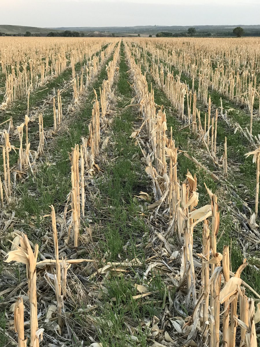 BrekerJoe's tweet photo. @NDSUsoilhealth Not sure what I think of this yet but in the fall of 16 I did an experiment with vernal/wild alfalfa added to my biostrip till. We will see how the soybeans do vs just rye. https://t.co/mKwAHTqDy0