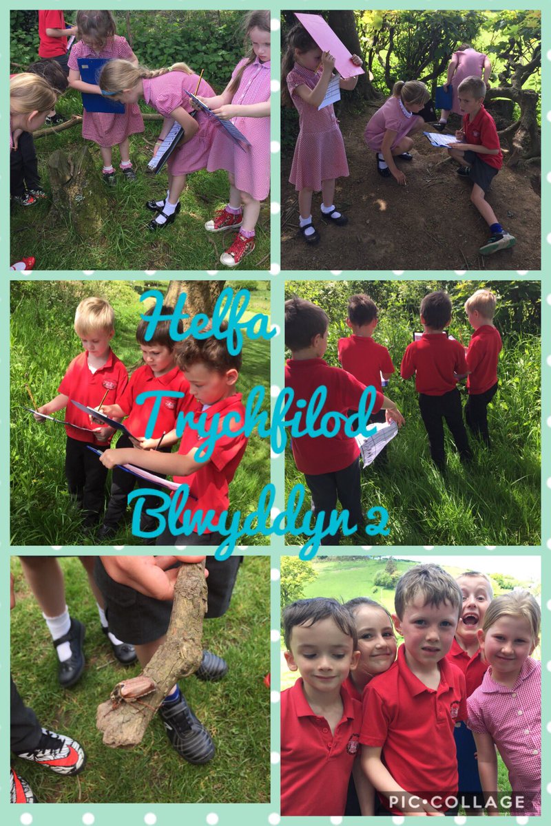 YsgolNant's tweet photo. Helfa trychfilod blwyddyn 2/ Bug treasure hunt in year 2 https://t.co/JQ6Uf4vFEj