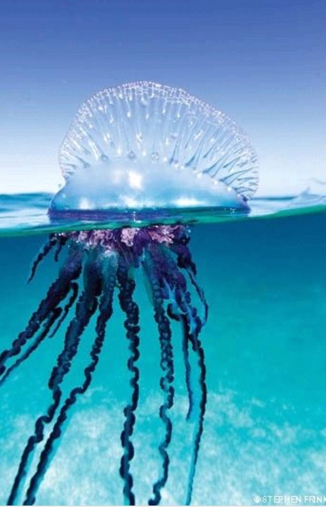 Discarded plastic bag  #RebrandASpecies