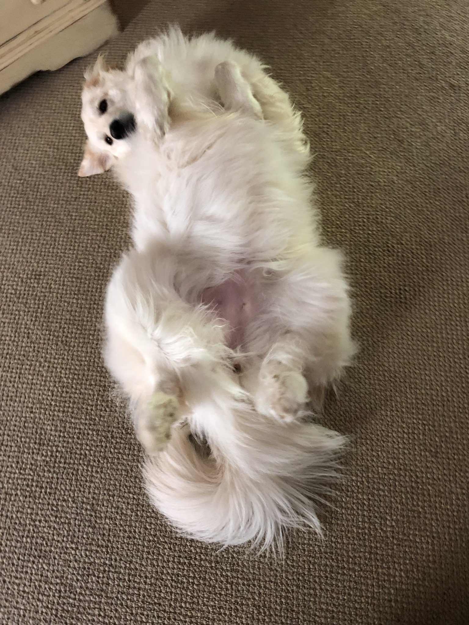 Meyli The Big White Dog On Twitter Good Morning I Took On