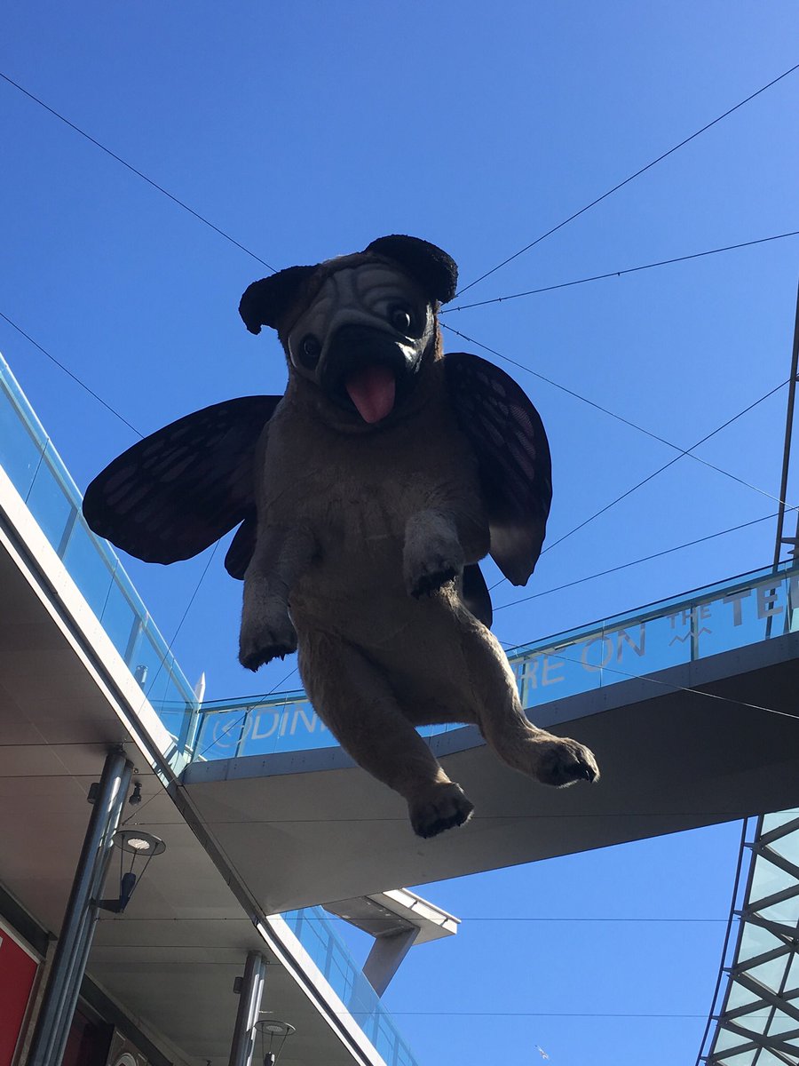 liverbird_2004's tweet photo. Not sure what this is all about #flyingpug ๐คทโโ๏ธ https://t.co/7vTCBVyk4S
