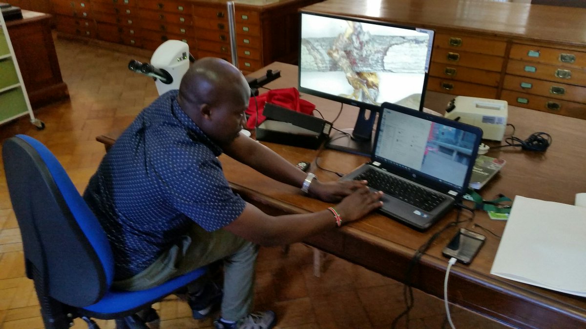 #TaxonomyTuesday : Here's Kennedy from #Kenya researching E African Pyrostria for his MSc @kewgardens @KewScience @QMUL #Herbarium #Rubiaceae #IDandNaming #Taxonomy