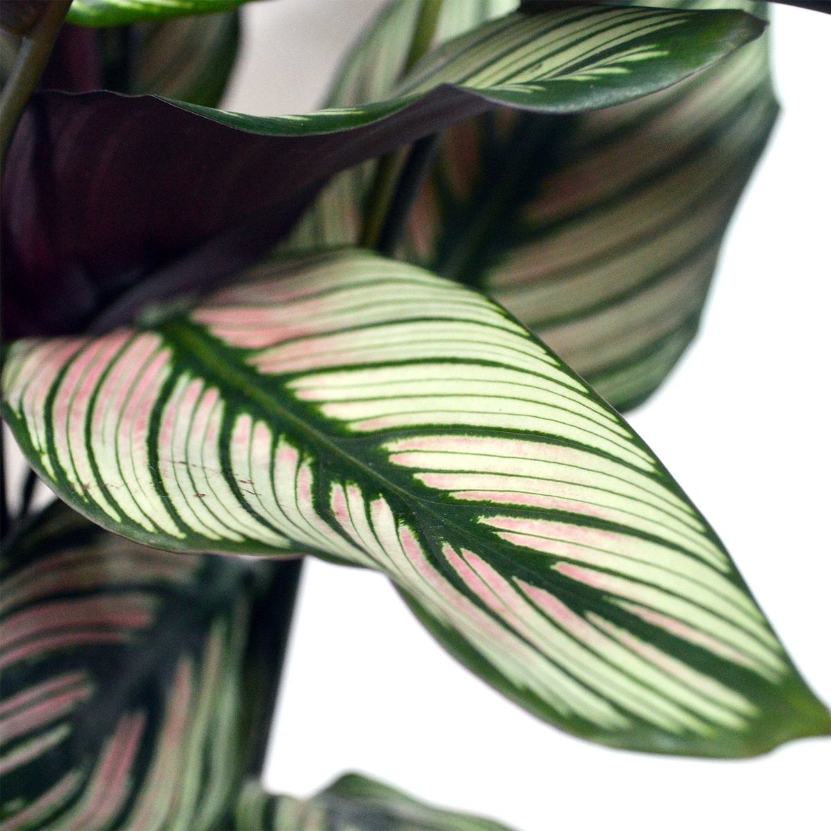 We LOVE the hint of pink on these Calathea Whitestars! #calathealovers #Whitestar #variegationtrend