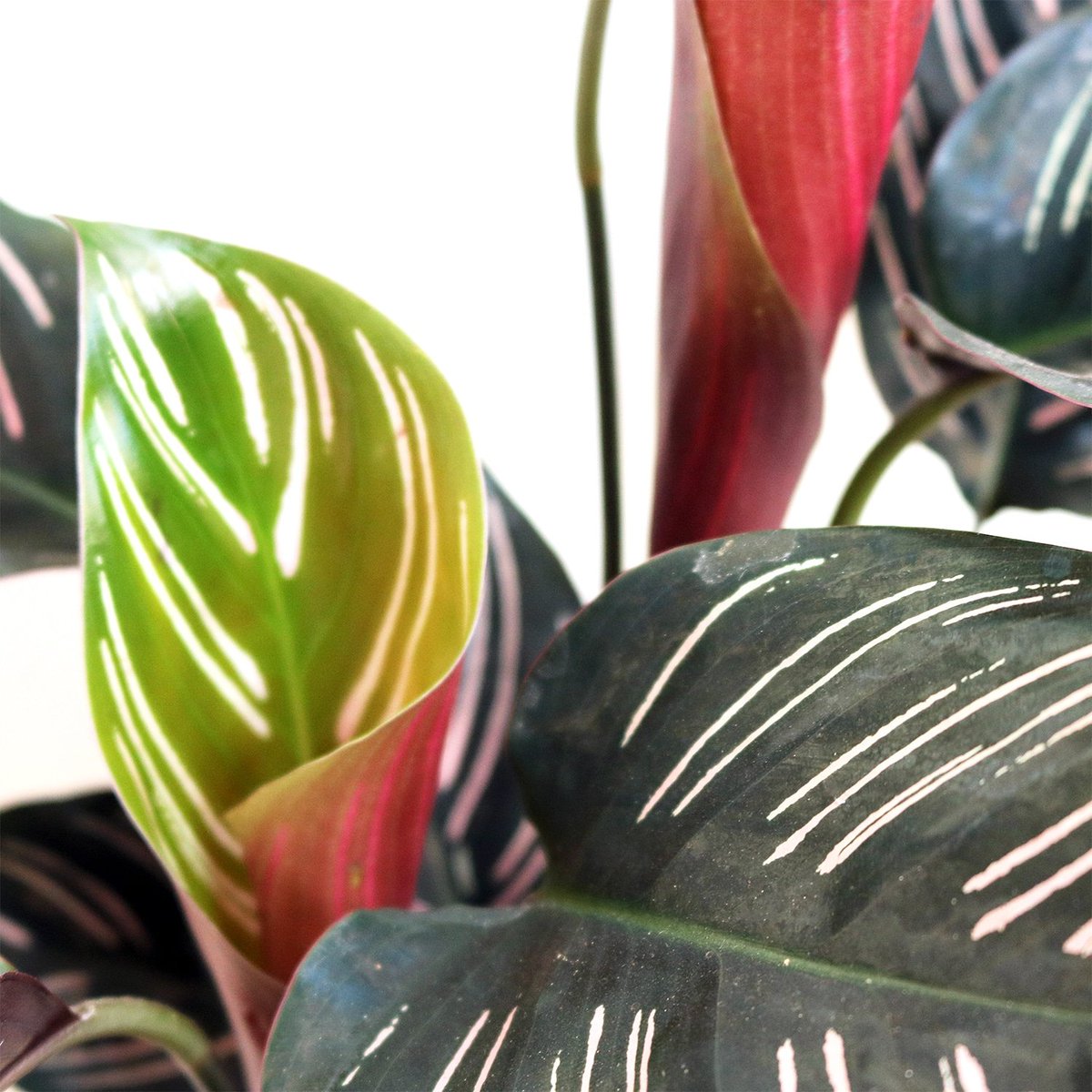 😲💚 Check out those pink stripes!! #pinstripecalathea #pinkvariegation #plantsofinstagram