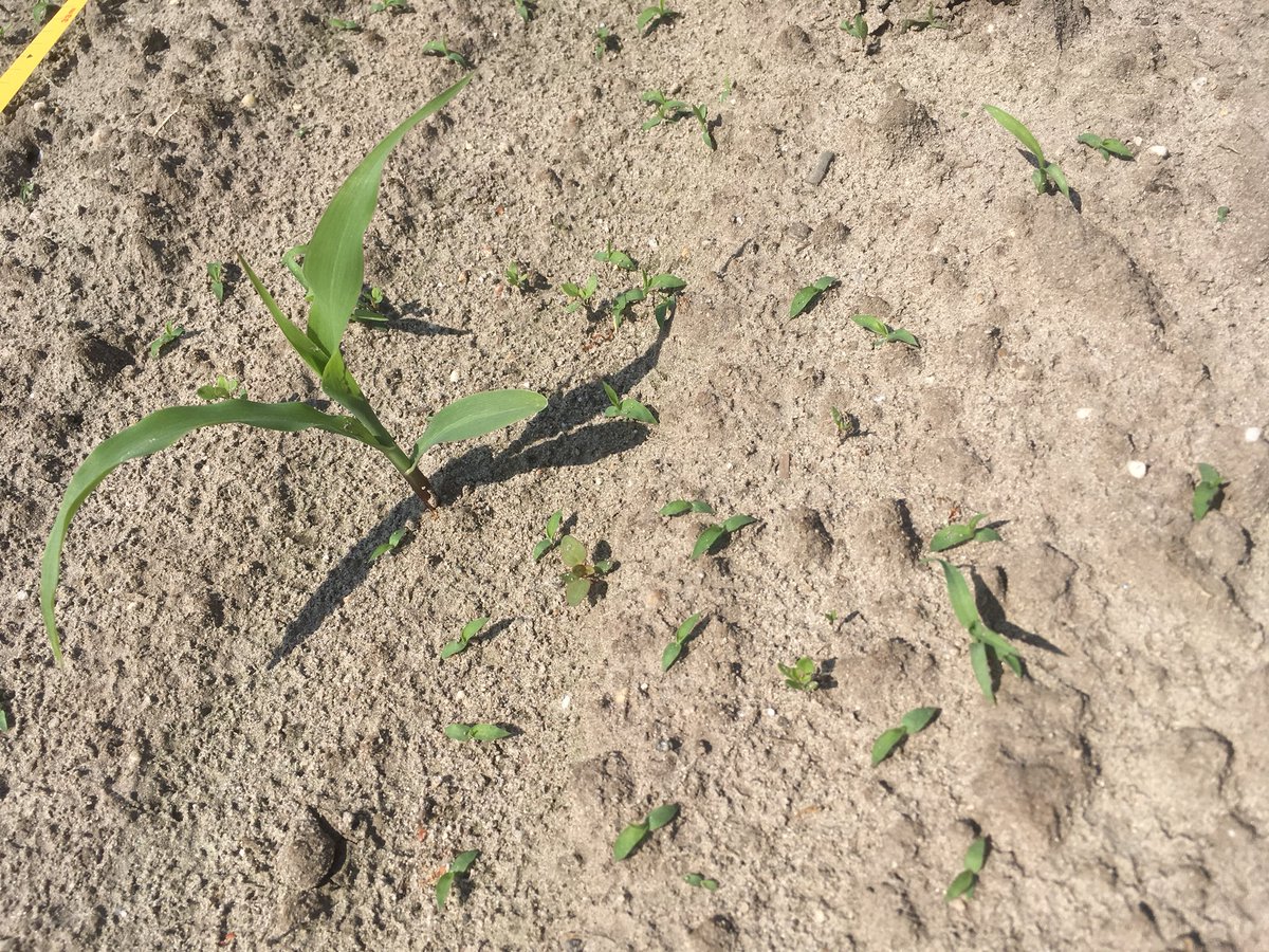 SUwland's tweet image. De mais groeit erg hard na de regen. Het onkruid ook. Mais al in het 4 blad. Mooi om te starten met onkruidbestrijding. Zeker als er gladvingergras voorkomt. #Laudis #MonsoonActive #Capreno #akker @BayerCropNL