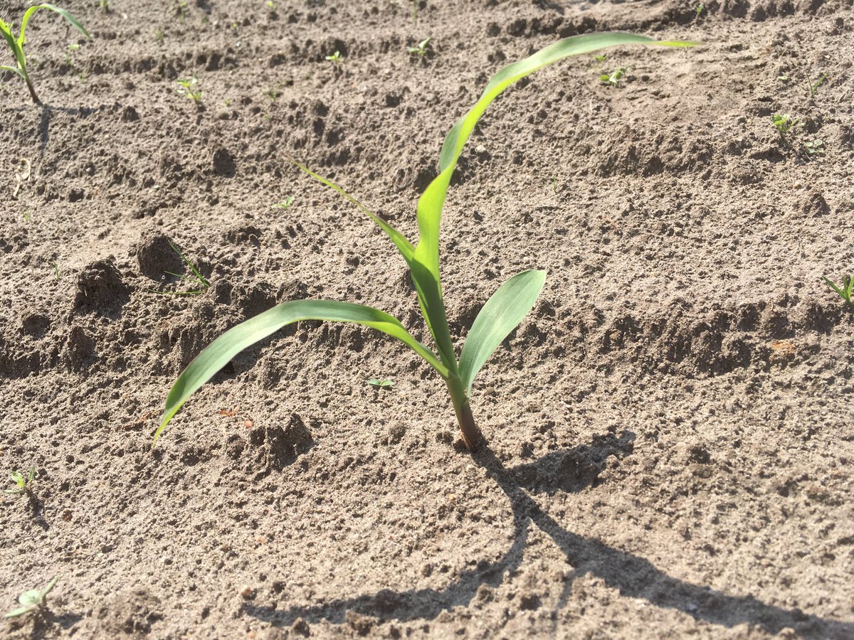 SUwland's tweet image. De mais groeit erg hard na de regen. Het onkruid ook. Mais al in het 4 blad. Mooi om te starten met onkruidbestrijding. Zeker als er gladvingergras voorkomt. #Laudis #MonsoonActive #Capreno #akker @BayerCropNL