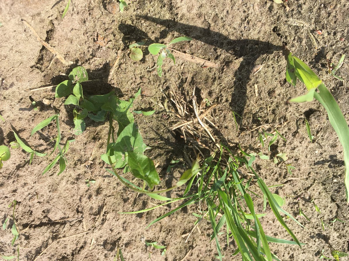 SUwland's tweet image. De mais groeit erg hard na de regen. Het onkruid ook. Mais al in het 4 blad. Mooi om te starten met onkruidbestrijding. Zeker als er gladvingergras voorkomt. #Laudis #MonsoonActive #Capreno #akker @BayerCropNL