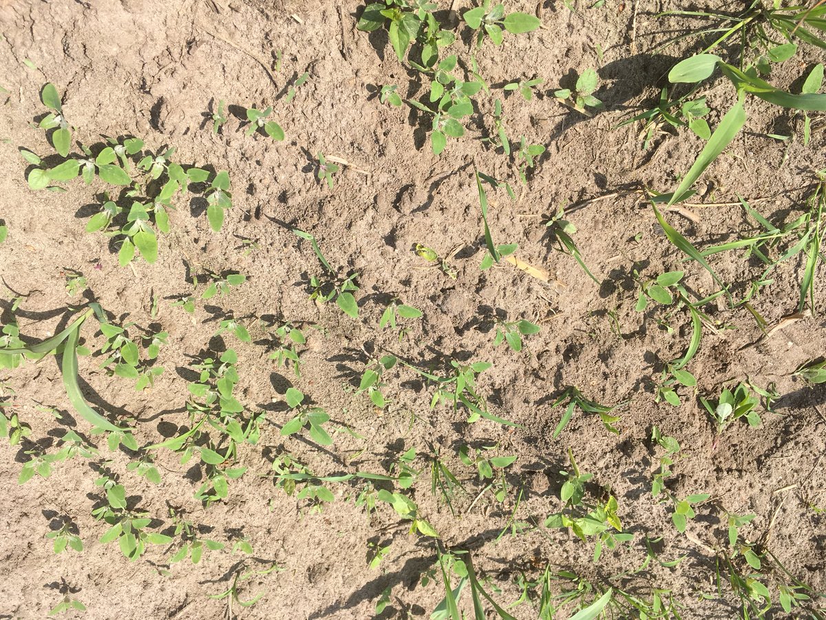 SUwland's tweet image. De mais groeit erg hard na de regen. Het onkruid ook. Mais al in het 4 blad. Mooi om te starten met onkruidbestrijding. Zeker als er gladvingergras voorkomt. #Laudis #MonsoonActive #Capreno #akker @BayerCropNL