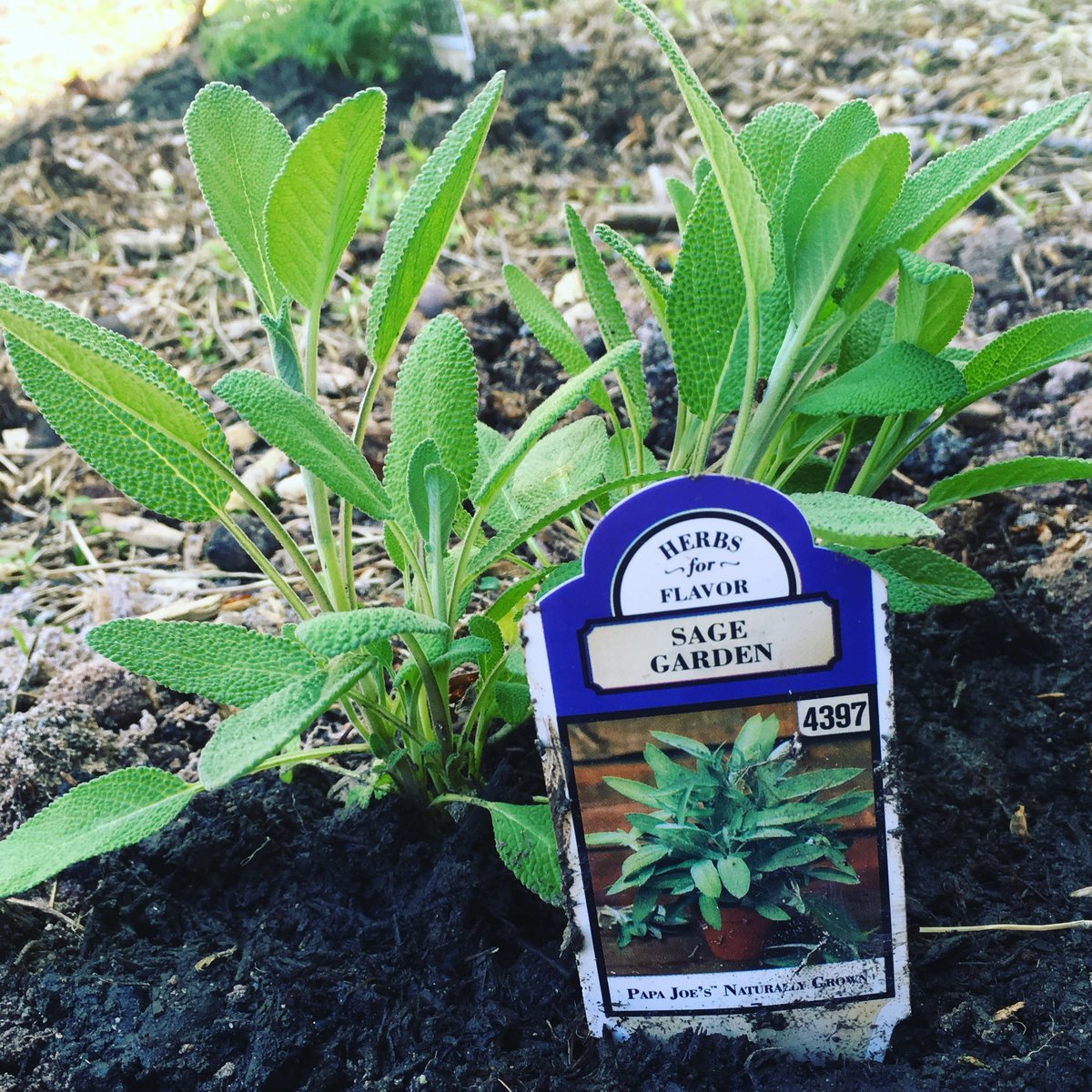 Upon_the_Laurel's tweet photo. Developing a #kitchengarden at #dongolacabin! We’ve got peppermint, parsley, thyme coming up from last year. Added sage, spearmint, chamomile, more parsley. Use them if you are moved to do so. #cabincooking #culinaryherbs #diyeating #konnarock #loveva #swva #airbnb #glampinghub https://t.co/vv9TDPJQ1l