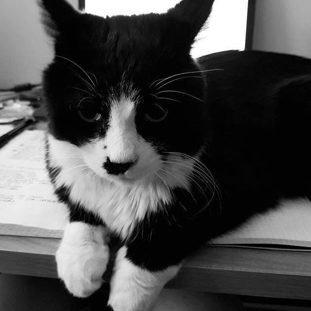Ruthieisms's tweet photo. My helper really isn't being very helpful this morning. https://t.co/z21dXgGP3D https://t.co/qakdkEnNHY