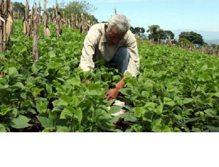 HGaribaldis's tweet photo. “La Agricultura es la profesión propia del sabio, la más adecuada al sencillo y la ocupación más digna para todo hombre libre”.

Feliz DÍA del AGRICULTOR!!! https://t.co/GTv2F4CxLP