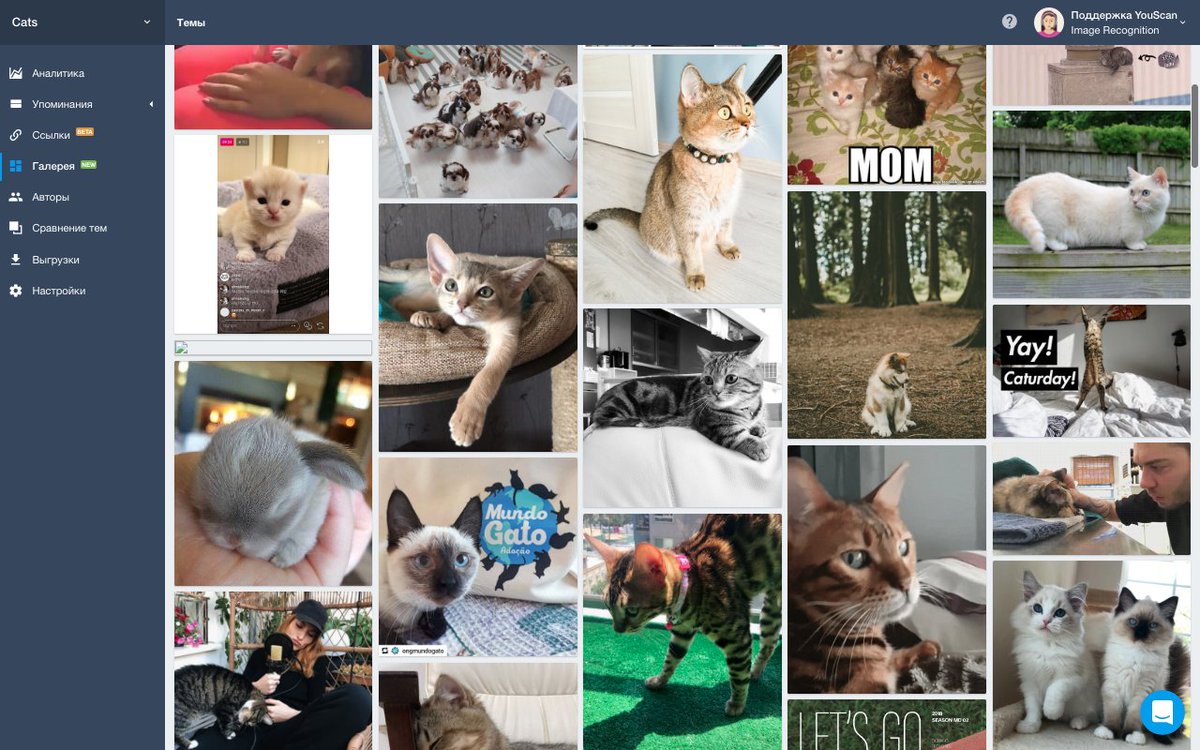 audac10us's tweet image. Finally, this special day has arrived - @YouScan_io can recognize cats on pictures from social media now (not only cats actually, stay tuned for our updates :) #ai #datasciense #machinelearning #ml #youscanrocks #catz