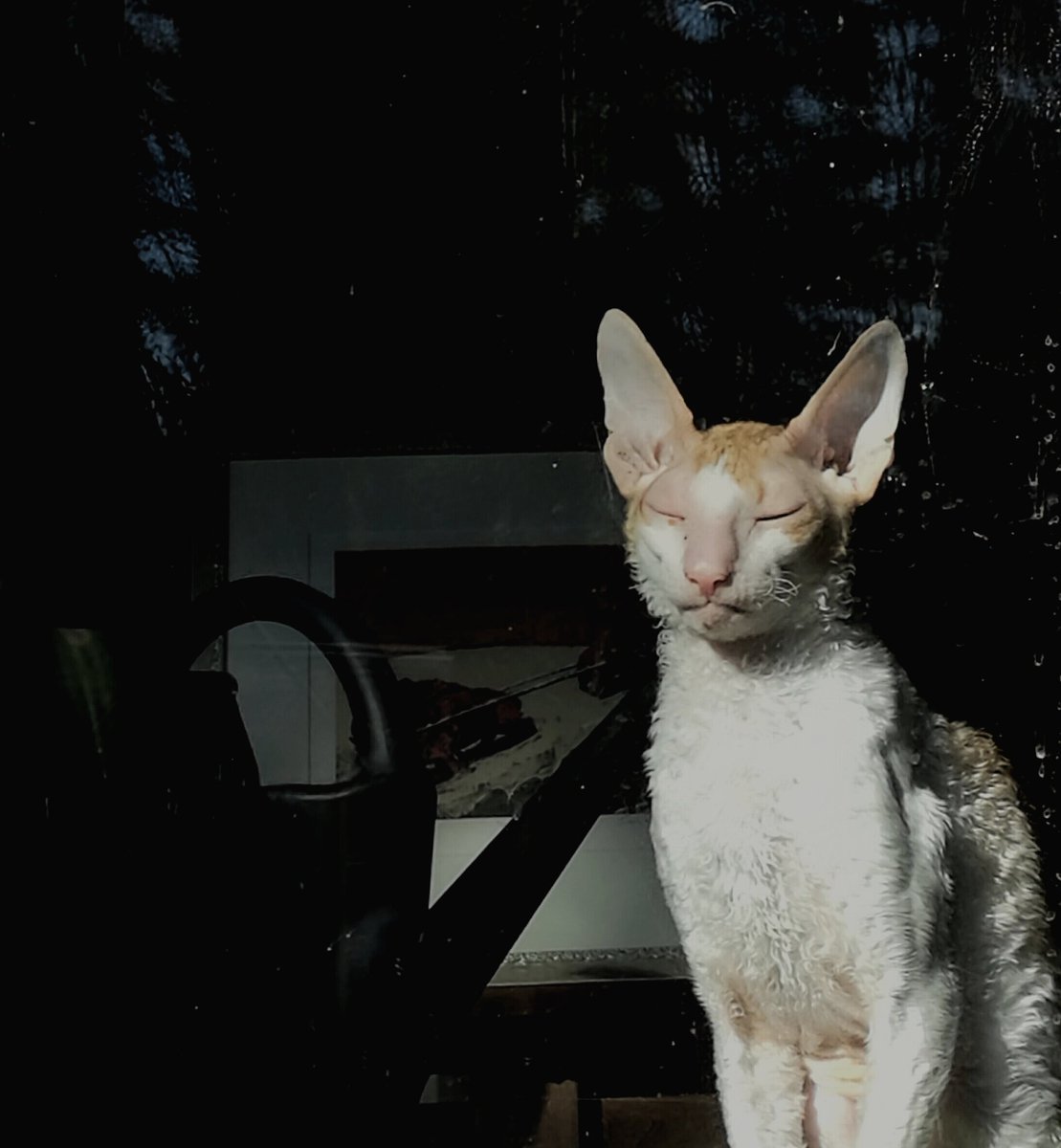sonni_tati's tweet photo. @kittylitterbowl The sun and I. https://t.co/G1ngtAPCnG