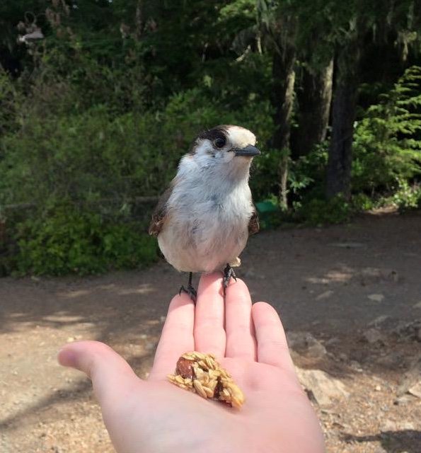 oly_adventures's tweet photo. Met this cutie at the top of #MtWalker. Join us for a tour this summer and you can too! #mtwalker #olyadventures #wildlife #hiking #PNW #mountains https://t.co/ltFgyfbNxz