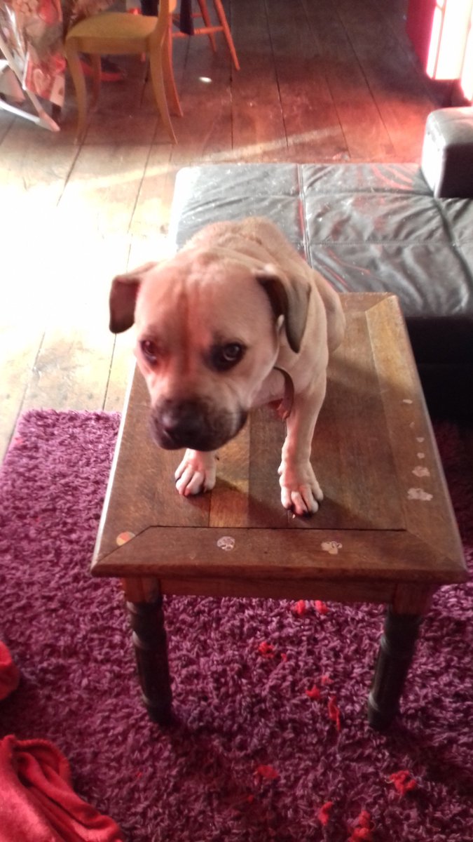 Trop mignon ! #cute #animaute #souvenirdegarde