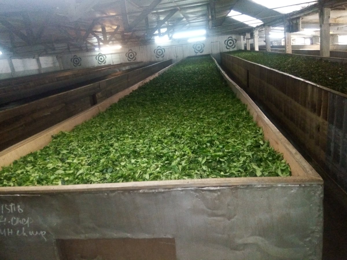 DRPRADIPBARUAH2's tweet photo. Tender shoots in troughs in a Darjeeling tea factory harvested from tea field in the beginning of the second flush this year... https://t.co/CHhUQzjK1I