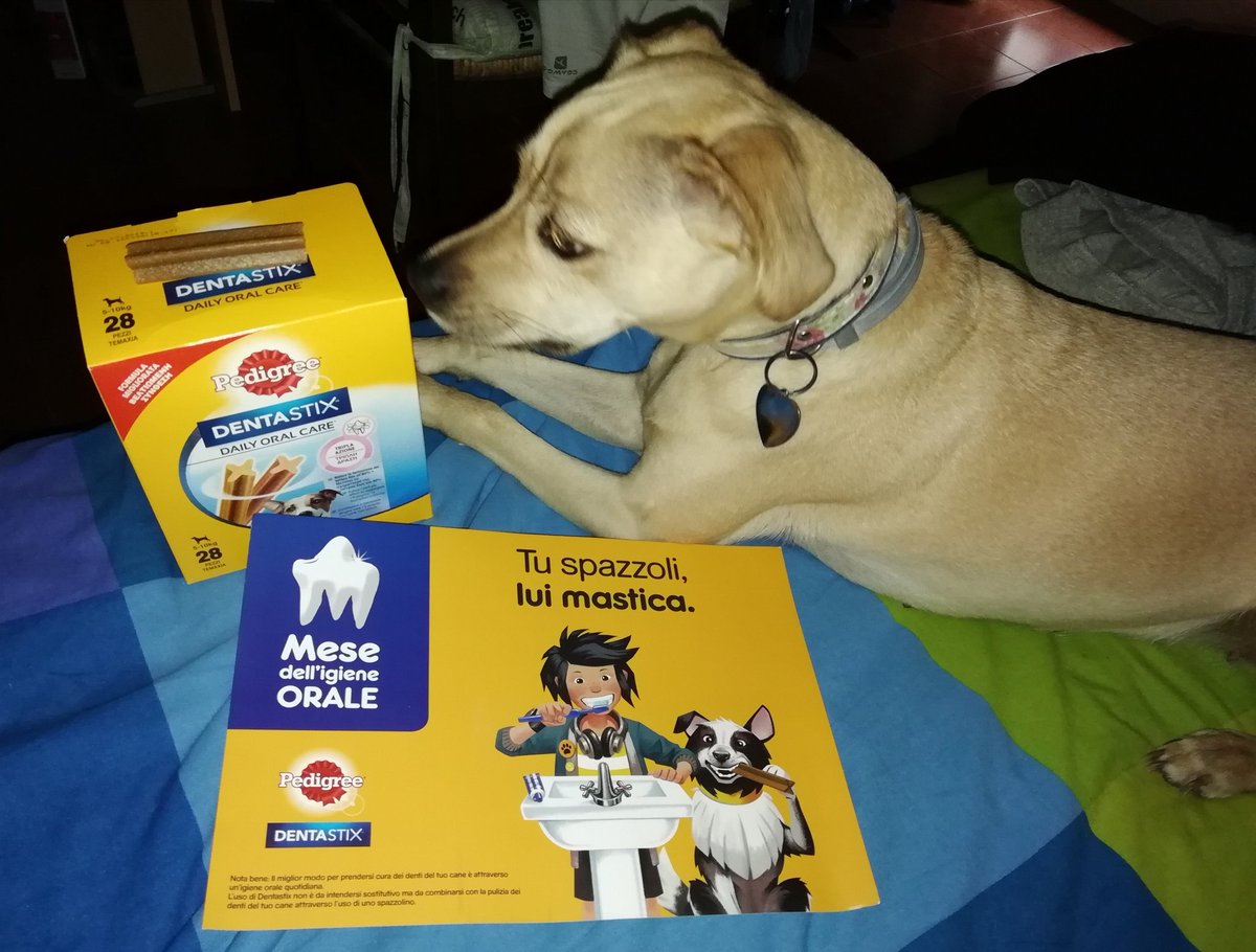 vikypediaVA's tweet photo. Ambassador Dentastix grazie a @TheInsidersIT 😁 Luna ha apprezzato molto e anche i suoi amici pelosetti hanno apprezzato. Grazie per l'opportunità!
#dentastix #pedigree #theinsider #THEINSIDERIT #ambassador #Tester https://t.co/1YdJwvQRd4
