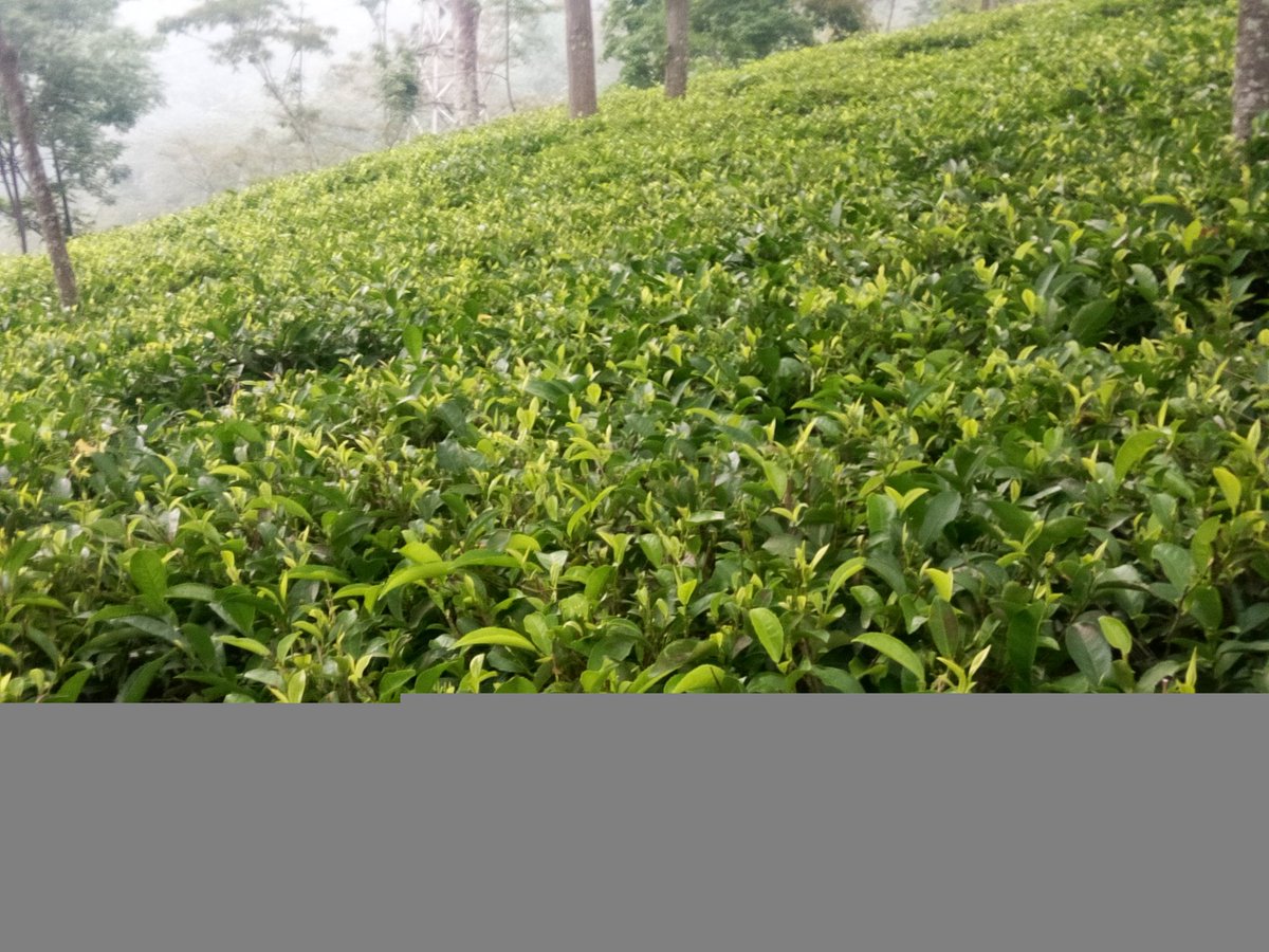 DRPRADIPBARUAH2's tweet photo. Tender shoots in troughs in a Darjeeling tea factory harvested from tea field in the beginning of the second flush this year... https://t.co/CHhUQzjK1I
