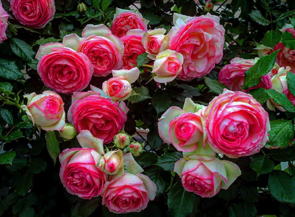 Ryota Sunset ดอกไม Mood 萬葉植物園 春日大社 Thailand Bangkok