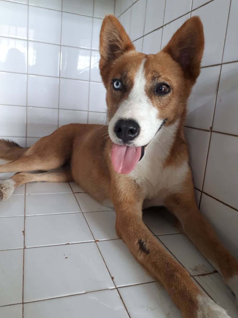 asoacan's tweet photo. #FelizMartes para todos. Continuamos con nuestro trabajo diario de ayuda a nuestros amigos caninos. Les presentamos a Cromi una de nuestras rescatadas 😍🐶 #15May #perros #perrosdelacalle #mascotas #amigos #Barquisimeto #Cabudare #Lara #Venezuela #rescate #Cuentalo #Salud https://t.co/SU8NzwX8EW