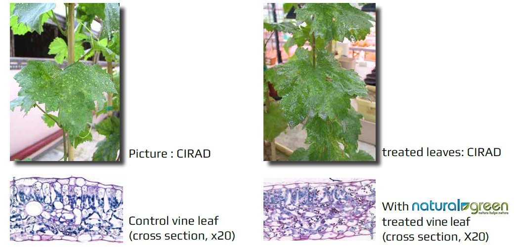MarinusKiep's tweet image. In de #groeiperiode is #bladbemesting met #NaturalGreen en #OPF essentieel. #NaturalGreen zorgt bijvoorbeeld voor verhoogde proteïne gehalte en de #chloroplasten zijn beter en groter gevormd. Chloroplasten zijn weer essentieel voor de fotosynthese. Tevens neemt droge stof toe!