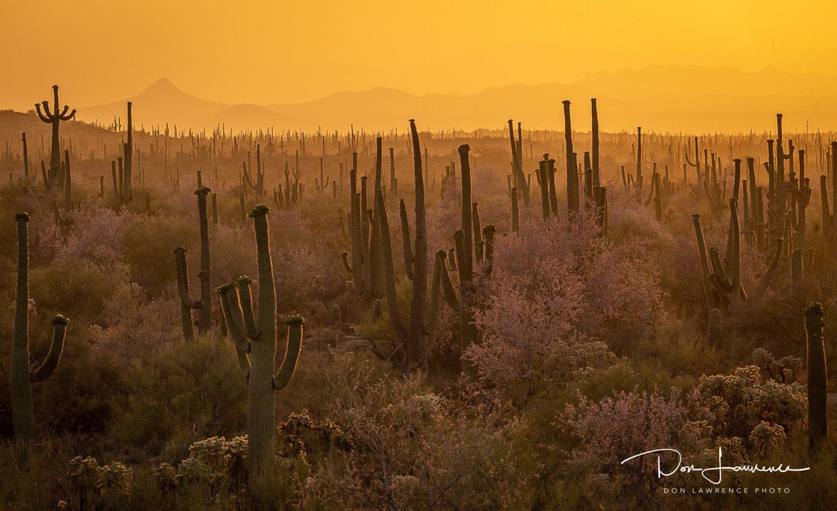 Don_tlr's tweet photo. The desert is full of colors with so many flowers blooming all at once.. @Interior @BLMNational @azhighways #azwx #blmaz #azsunsets https://t.co/kXKDgNttce