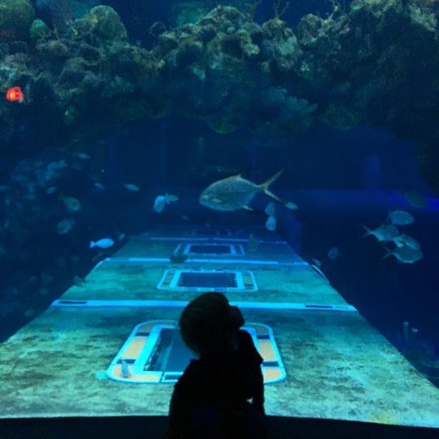 DisneyfiedAsh's tweet photo. In the big, blue world
I’m gonna go explore
#seabasealpha #thelivingseas #hydrolator #andtheyrain #andrain #andrain #thedeluge #wehaveepcot #epcotcenter #🌐 https://t.co/mgfwMsx1Qk https://t.co/3zxJgIgvQl