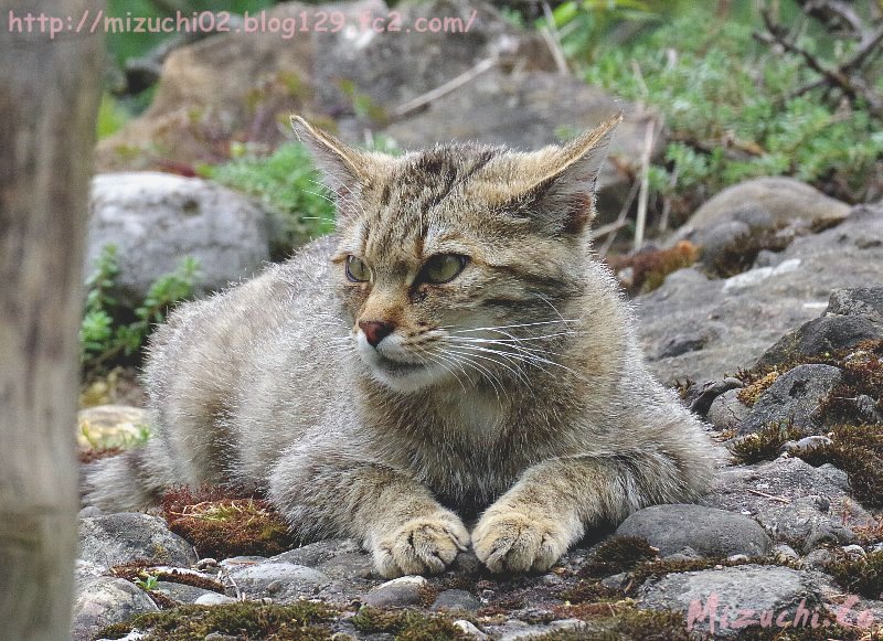 ヨーロッパ山猫