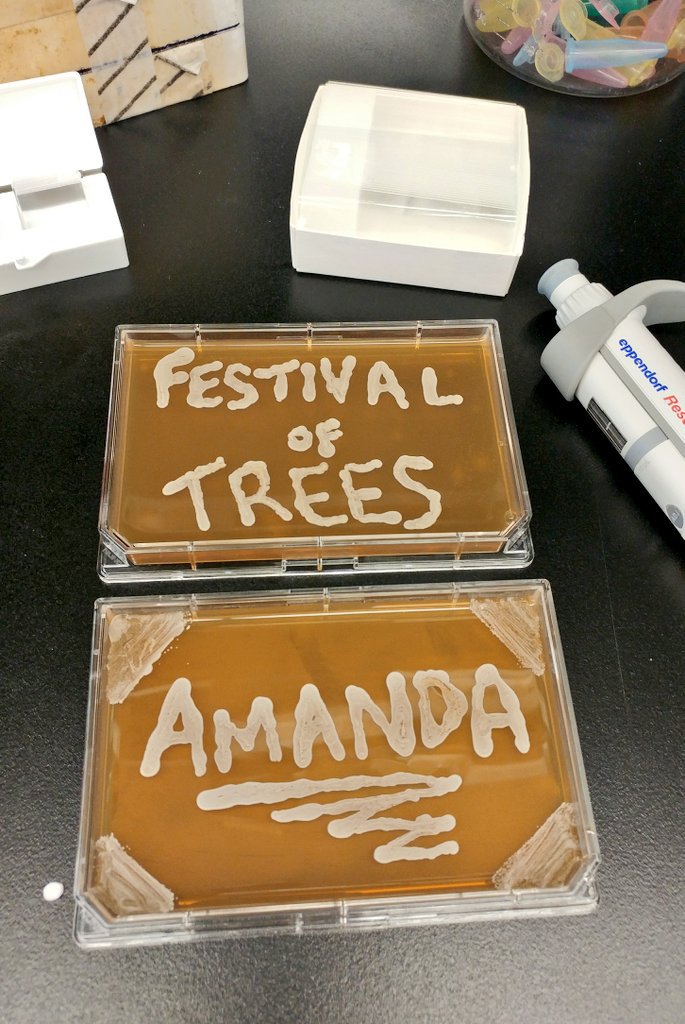 AmandaOVeri's tweet photo. My fungi and I are excited to be part of #SoapboxTO today at the Festival of Trees! Can't wait to chat about microbes 🔬🍄 @SciXchangeRU https://t.co/szmfSIRq6A