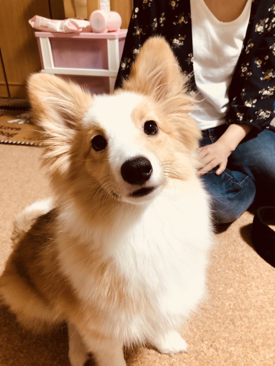 モカ シェルティ コーギー犬 シェルティとコーギーのミックス犬のモカ です わんにゃんスクラッチ T Co Yl4ddigco3 Twitter