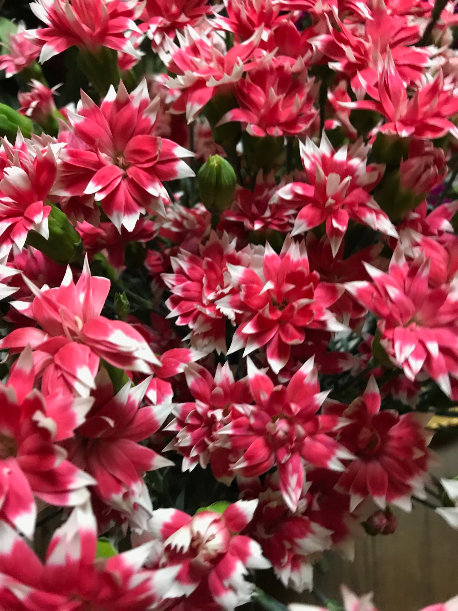 花音hanaoto おやすみなさい 明日も笑顔でいられますように 新月ですね スタールビー テッシノ という名の星型に咲くカーネーション 名取市のカーネーション農家さんが 切りたてを運んでくださいました Zzz Superfly 愛を込めて