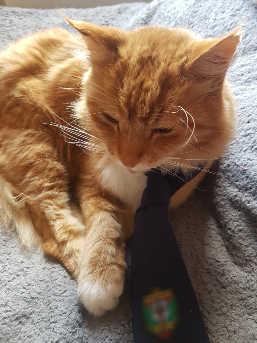 ClockworkFeline's tweet photo. Considering a career change, based on how magnificent I look in a tie.
#CatsOfTwitter #ClockworkCat https://t.co/KIJVoQ08g1