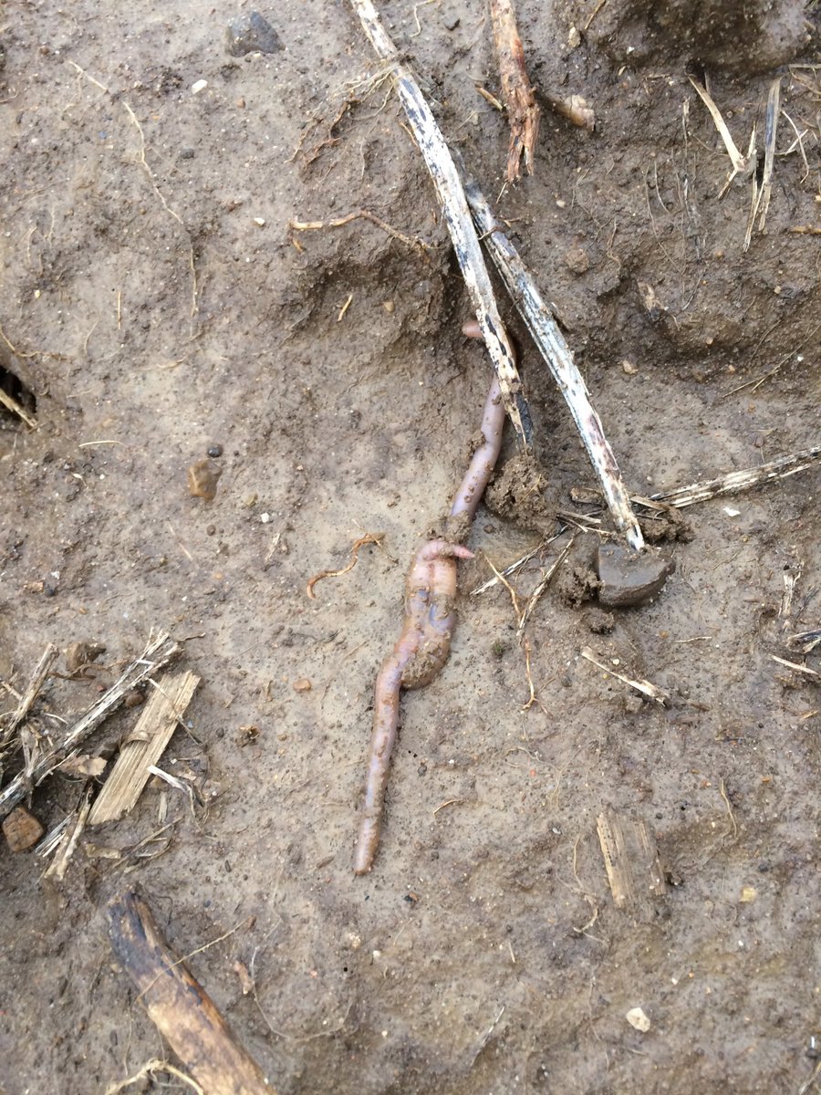 JeffHerrold's tweet photo. Caught these two behind the dumpster this morning. Still debating on telling their parents or not.... #earthworms  #biology #biotill https://t.co/1FdITgcWbt