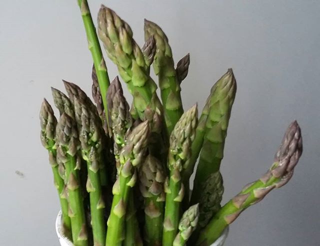 TopsyFarms's tweet photo. T'is the season. Just picked.

#asparagus #freshfarmfood #feedmyfamily https://t.co/nGxIlextvJ https://t.co/FDoqEBIIf8