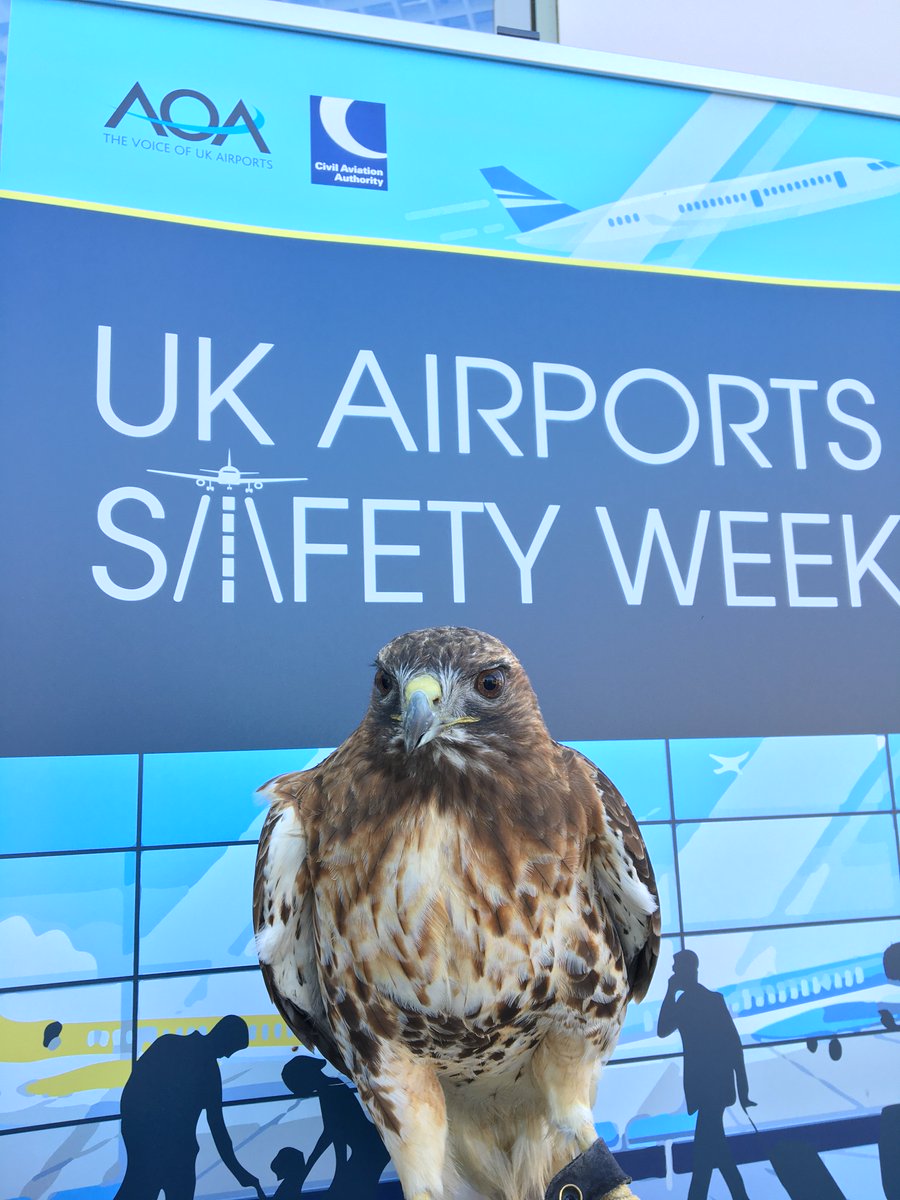 ABZ_Airport's tweet photo. Who likes our new mascot for #UKAirportsSafetyWeek?
Birds of prey are ideal deterrents to other birds that otherwise may obstruct the airfield for inbound and outbound flights.
#promotingsafetytogether #dotherightthing https://t.co/qJ1g6viB4W
