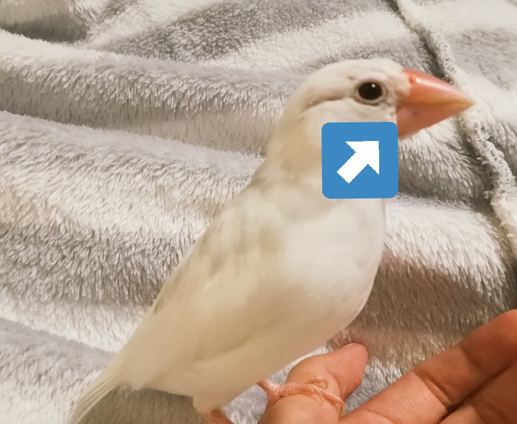 めんこ なんか昨日からクチバシに黒い点のようなものが いつの間にかインクを付けたのか なんかの病気なのか 体験された方いらっしゃればアドバイスいただけましたら助かります 因みに生後３ヶ月弱で雛換羽期です 文鳥