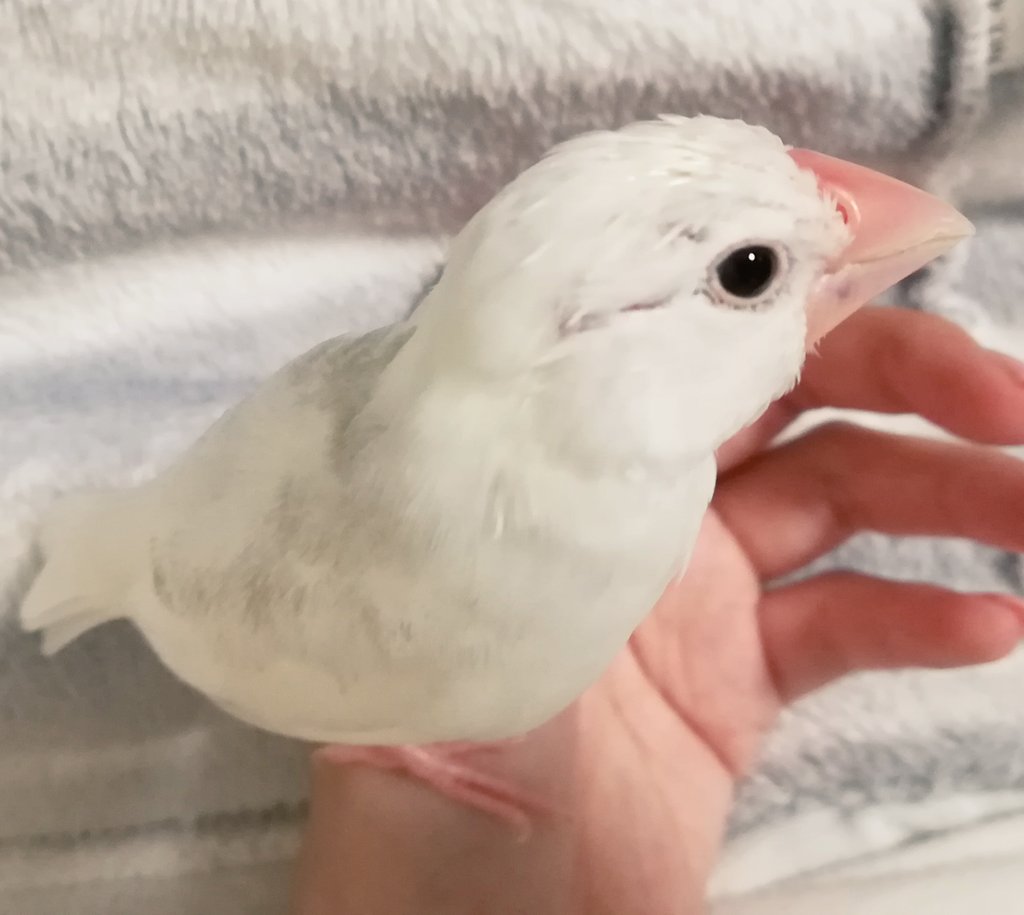 めんこ なんか昨日からクチバシに黒い点のようなものが いつの間にかインクを付けたのか なんかの病気なのか 体験された方いらっしゃればアドバイスいただけましたら助かります 因みに生後３ヶ月弱で雛換羽期です 文鳥