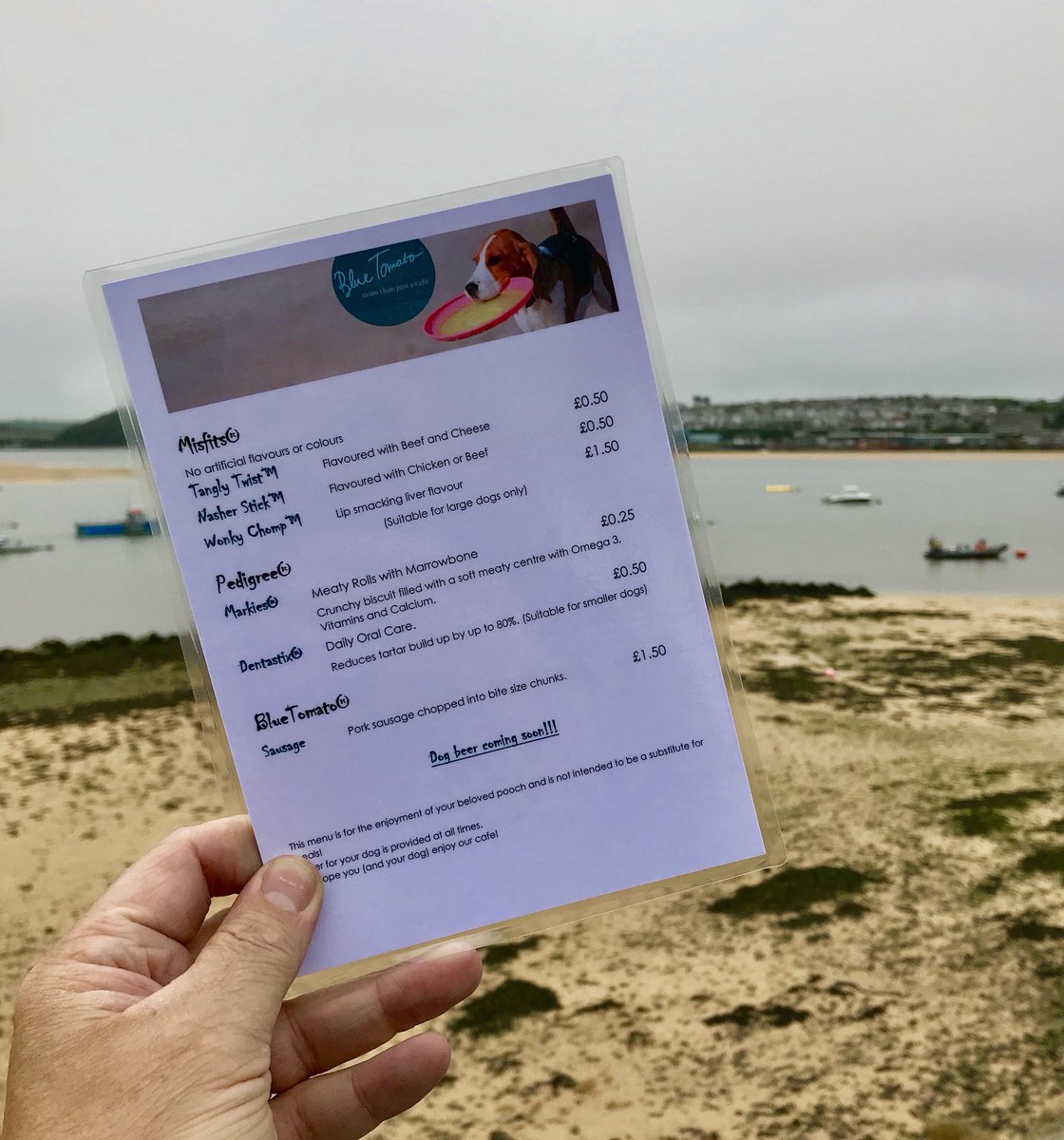 Cornish Dog Beaches tweet media